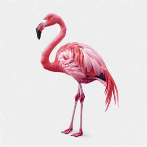 other-birds tattoo design ideas Realism skin texture detailed feathers for stomach