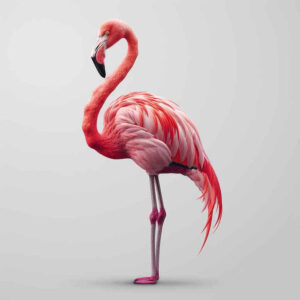 other-birds tattoo design ideas displaced objects sharp beaks for stomach